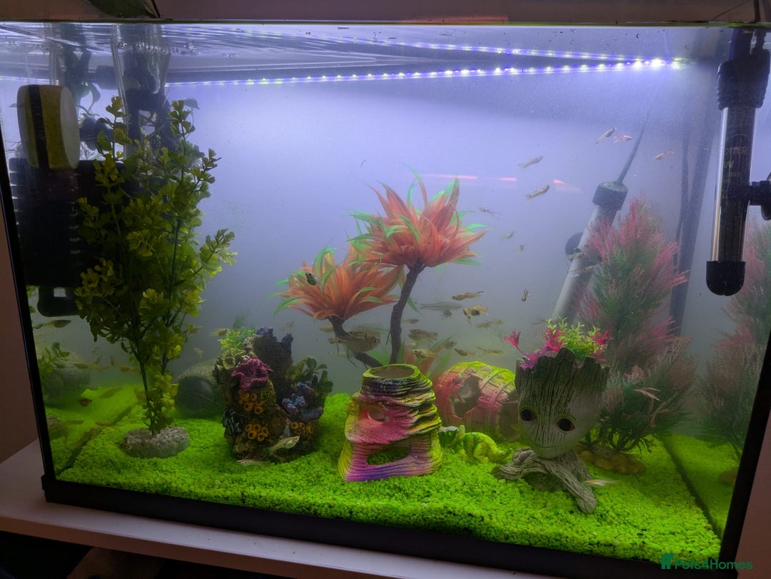 Other/Mixed Breed fish for sale: Fish tank and fish for sale - Image 3