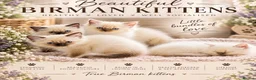 Birman cats for sale: birman kittens - Advert 1