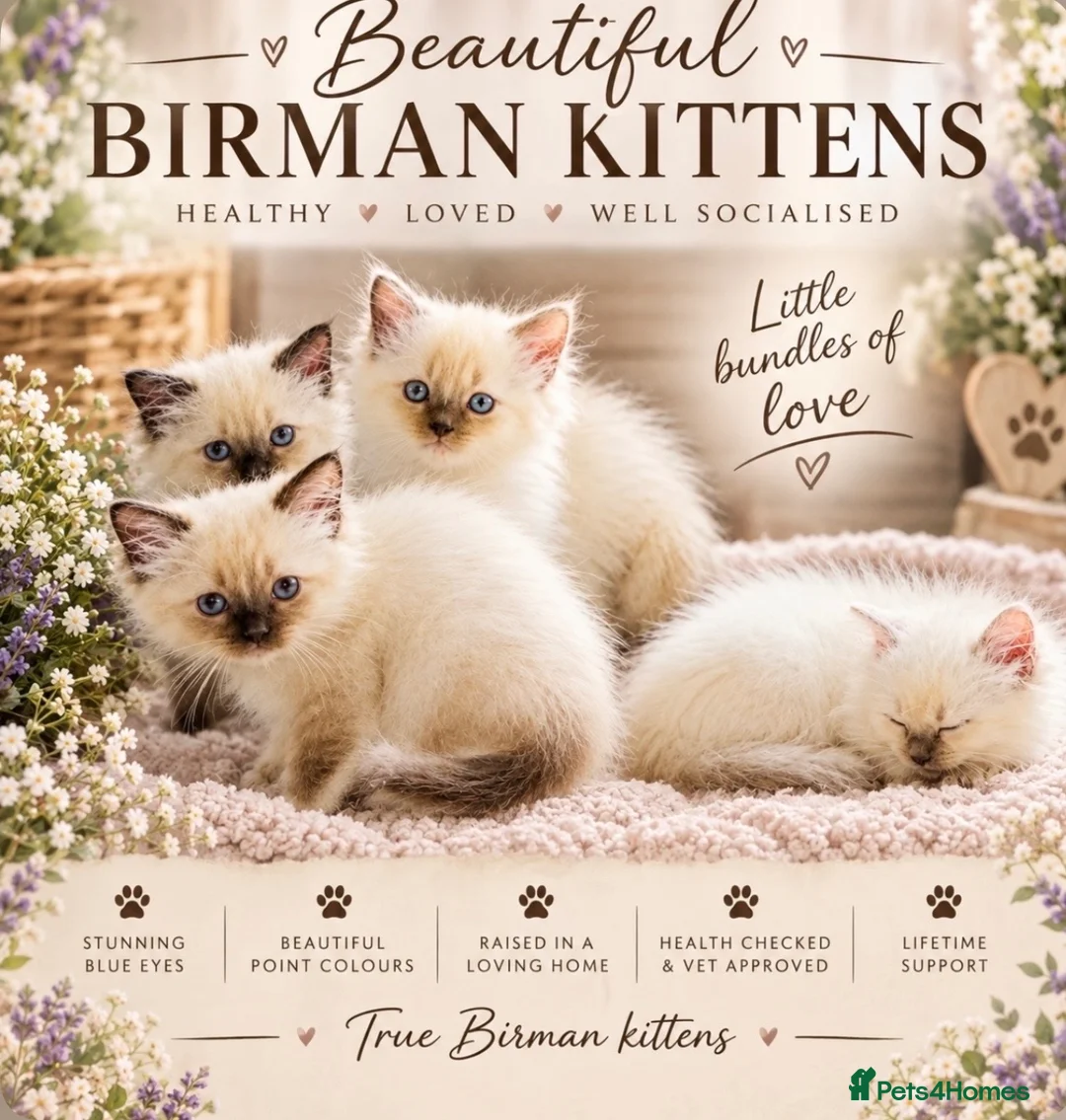 Birman cats for sale: birman kittens - Advert 1