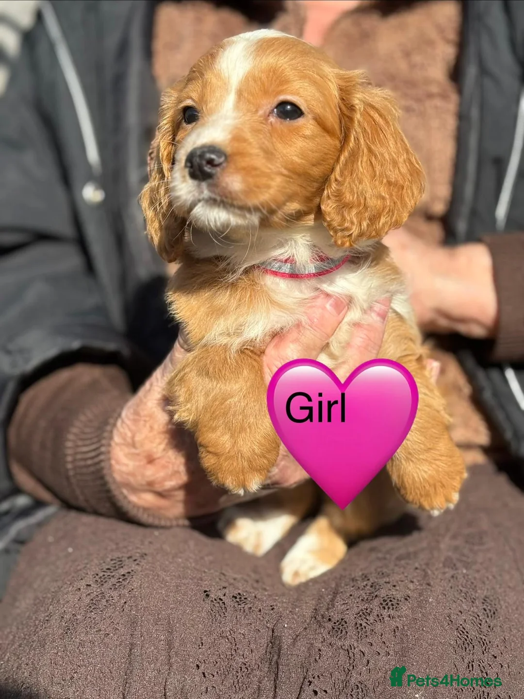 Cockapoo dogs for sale: Cockapoo puppies  in Slough - Advert 5