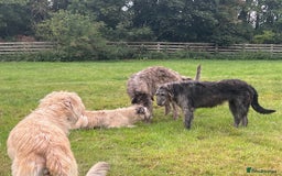 Irish Wolfhound dogs for sale: FEMALE IRISH WOLFHOUND PUPPIES FOR SALE - Image 9