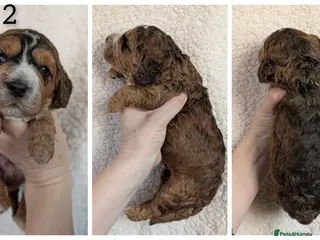 Cockapoo dogs for sale: Adorable F1 Cockapoo puppies - Advert 1