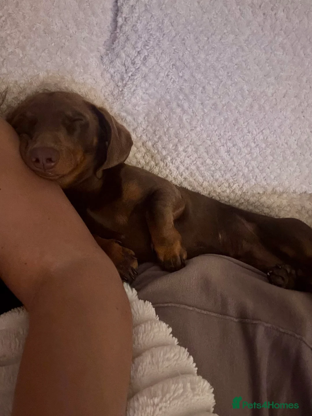 Dachshund dogs for stud: Richmond the stud  - Advert 4