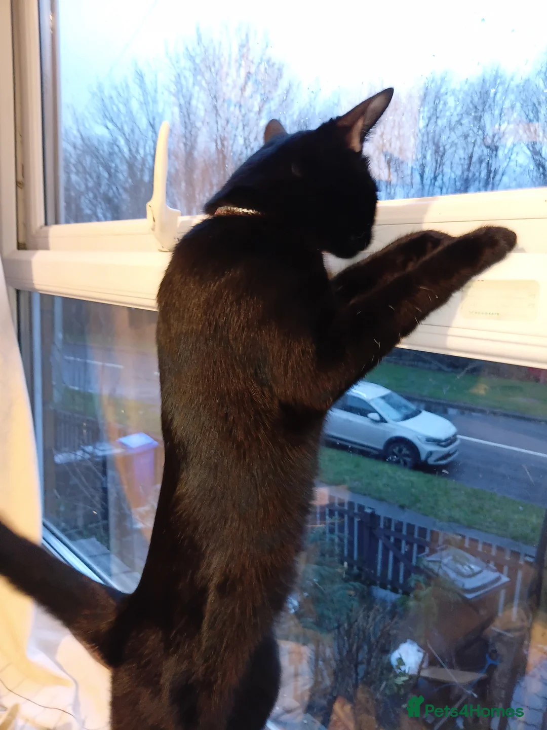 Mixed Breed cats for sale: Mixed half Marble bengal - Advert 1