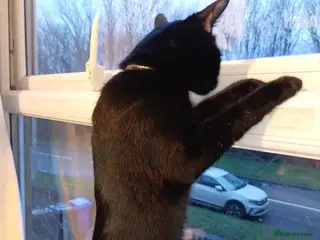 Mixed Breed cats Mixed half Marble bengal - Advert 1