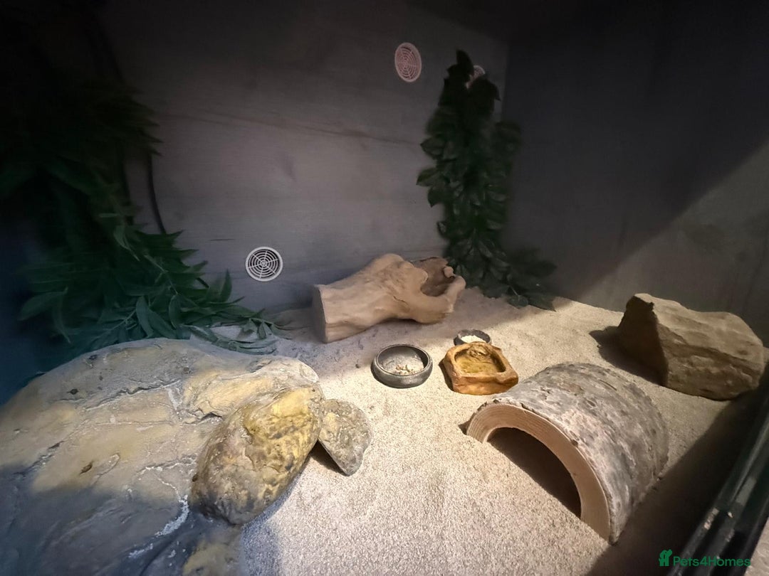 Gecko reptiles for sale: Albino Leopard Gecko for Sale incl full enclosure - Advert 11