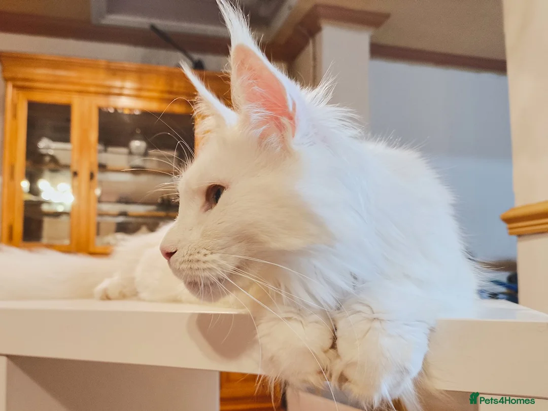 Maine Coon cats for sale: White odd eyes maine coon girl - Advert 2