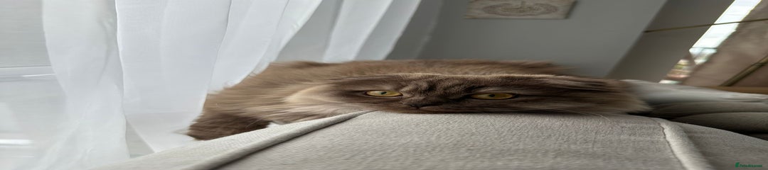 Mocha