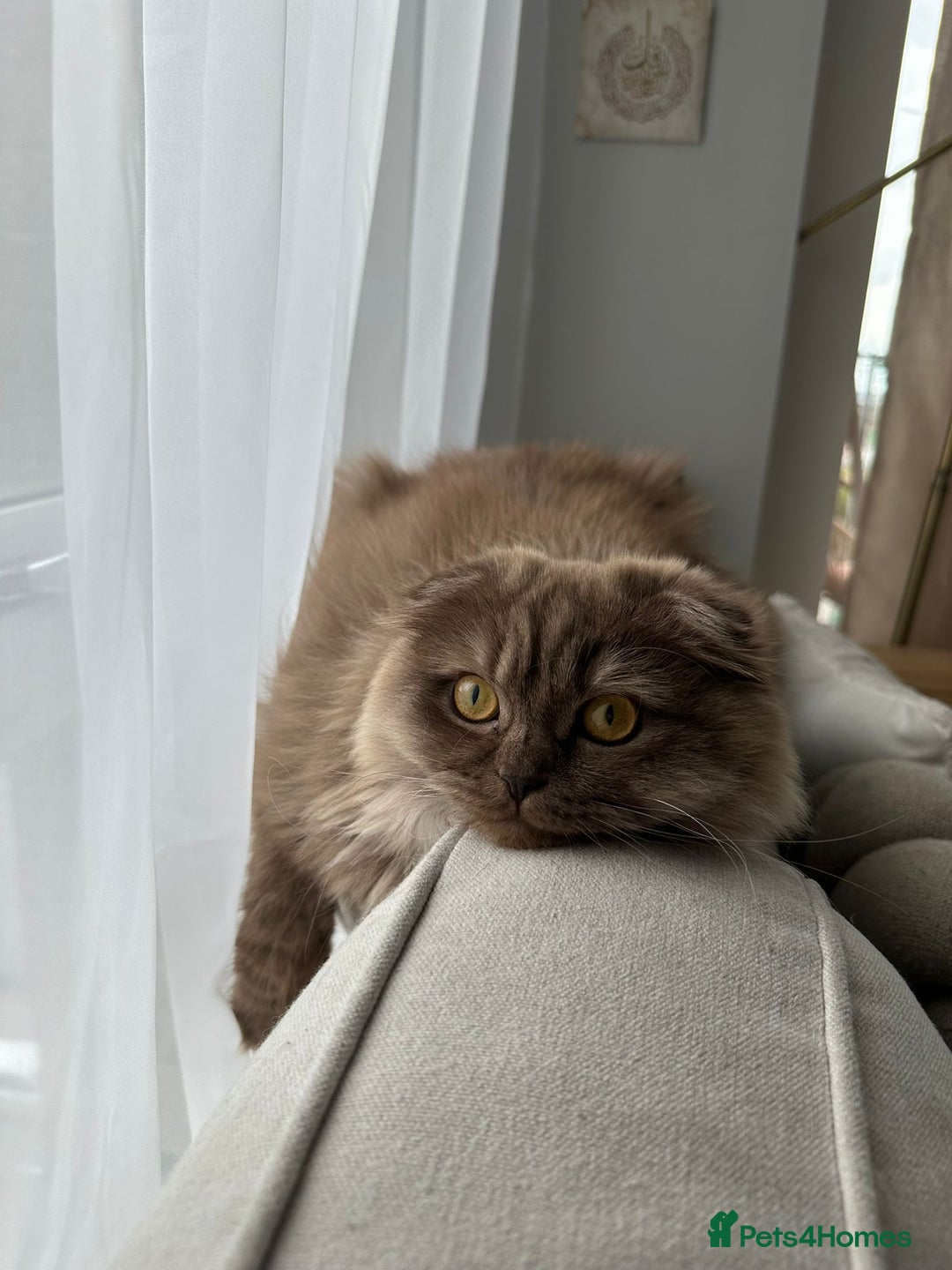 Scottish Fold cats for sale: Scottish Fold & British Longhair Cats for Rehome - Image 6