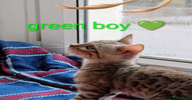 Bengal cats - Advert 12