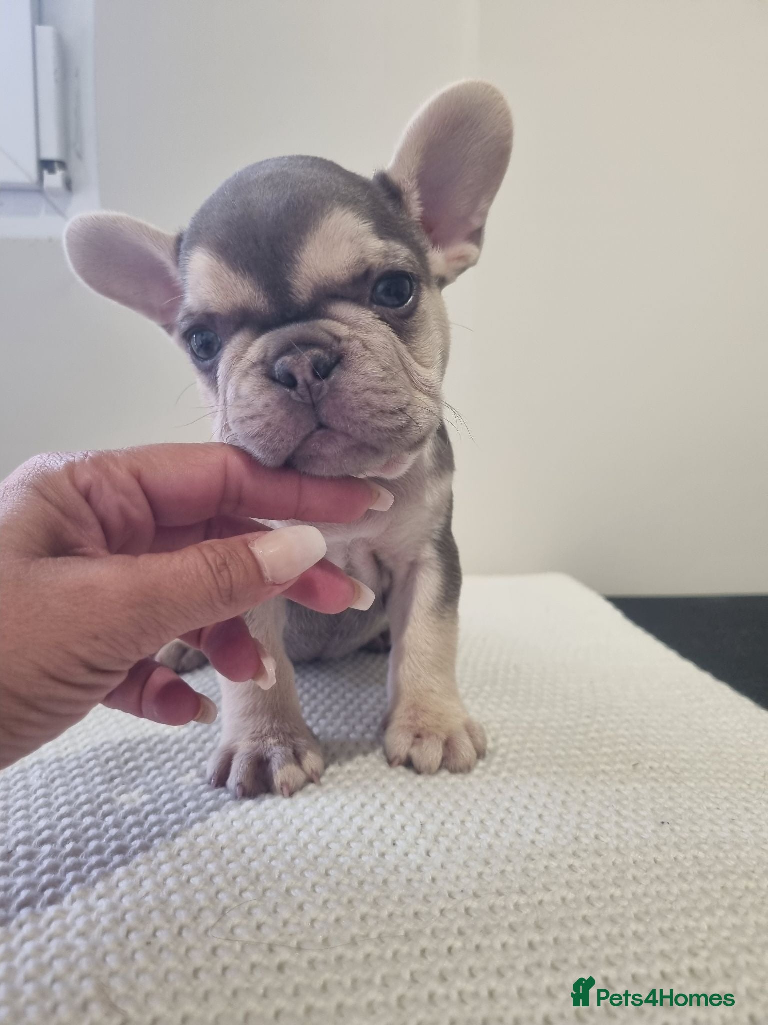 French Bulldog dogs Ready Chocolate & lilac French Bulldog puppy - Advert 1
