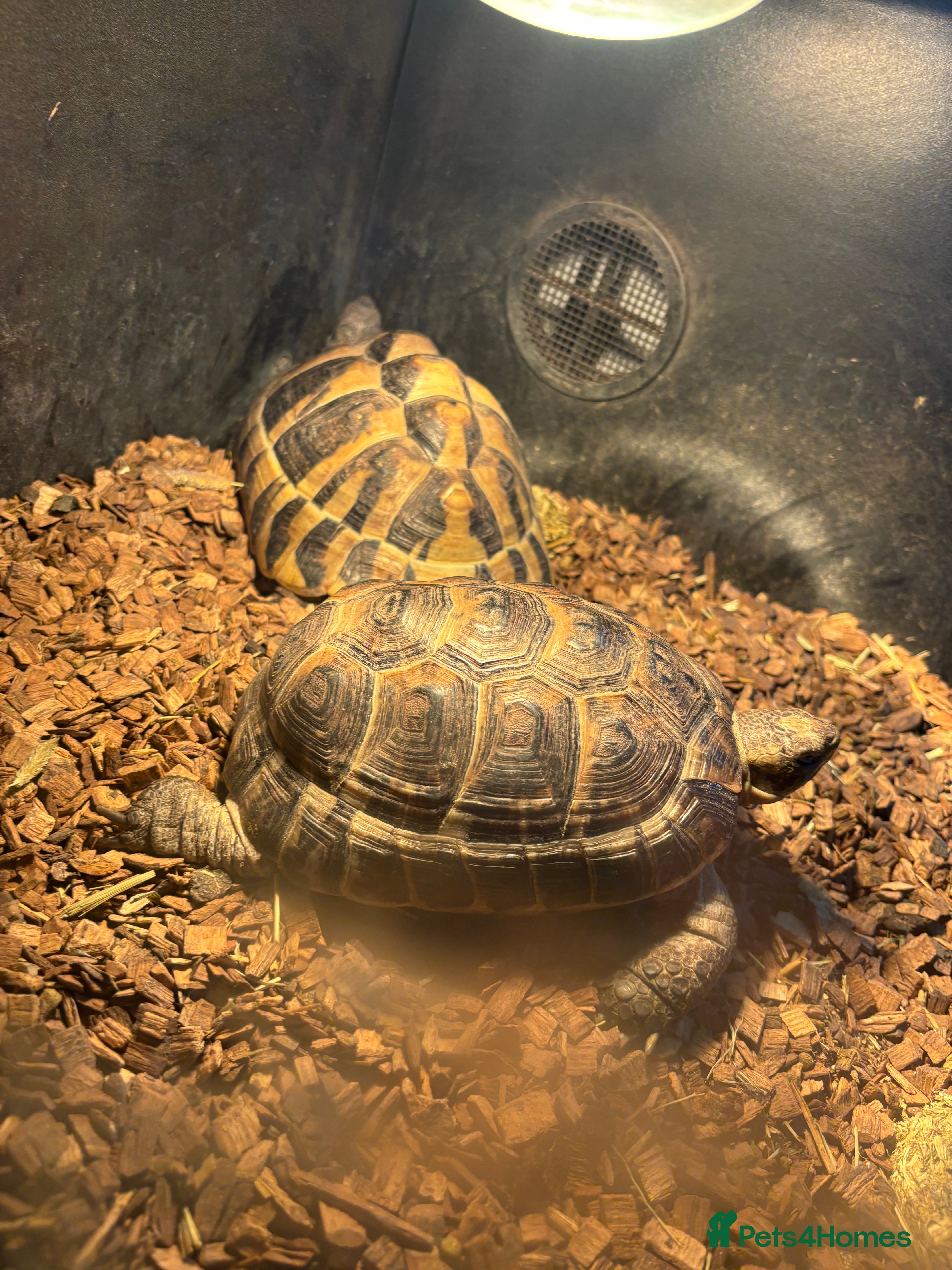 Hermann Tortoise reptiles Two tortoises  - Advert 3