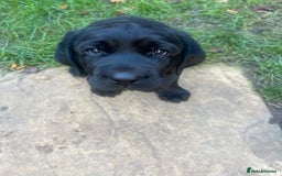Labrador Retriever dogs for sale: Adorable, black Labrador puppy! - Image 4