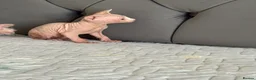 Sphynx cats for sale: sphynx kittens for sale - Advert 32
