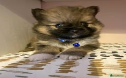 Pomeranian dogs for sale: Pomeranian puppies  - Image 6