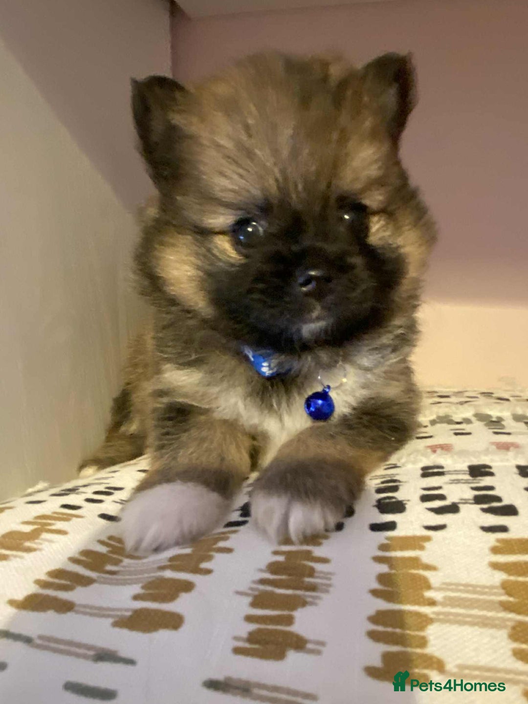 Pomeranian dogs for sale: Pomeranian puppies  - Image 6