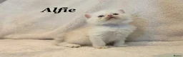 Persian cats for sale: Six absolutely stunning Persian Kittens - Advert 6