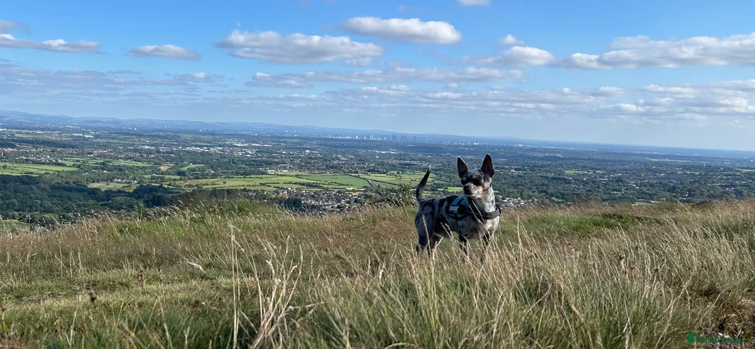 Chihuahua dogs for stud: Stud chihuhua to choose - Advert 3