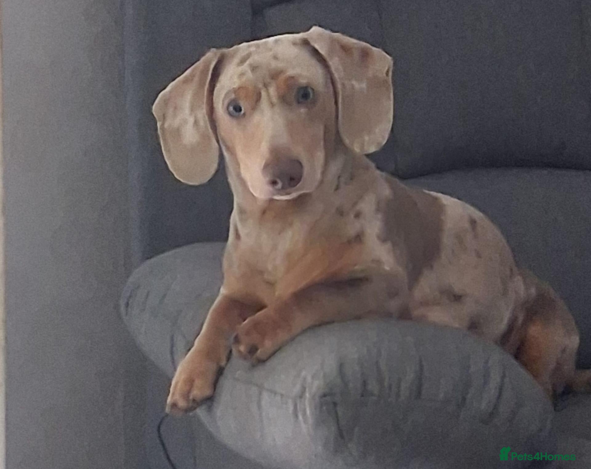 Miniature Dachshund dogs for stud: 6 generation KC stud - Advert 1