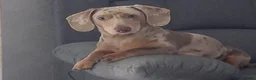 Miniature Dachshund dogs for stud: 6 generation KC stud - Advert 1