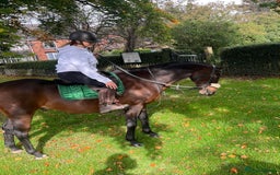 Riding pony horses for sale: British riding pony  - Image 1