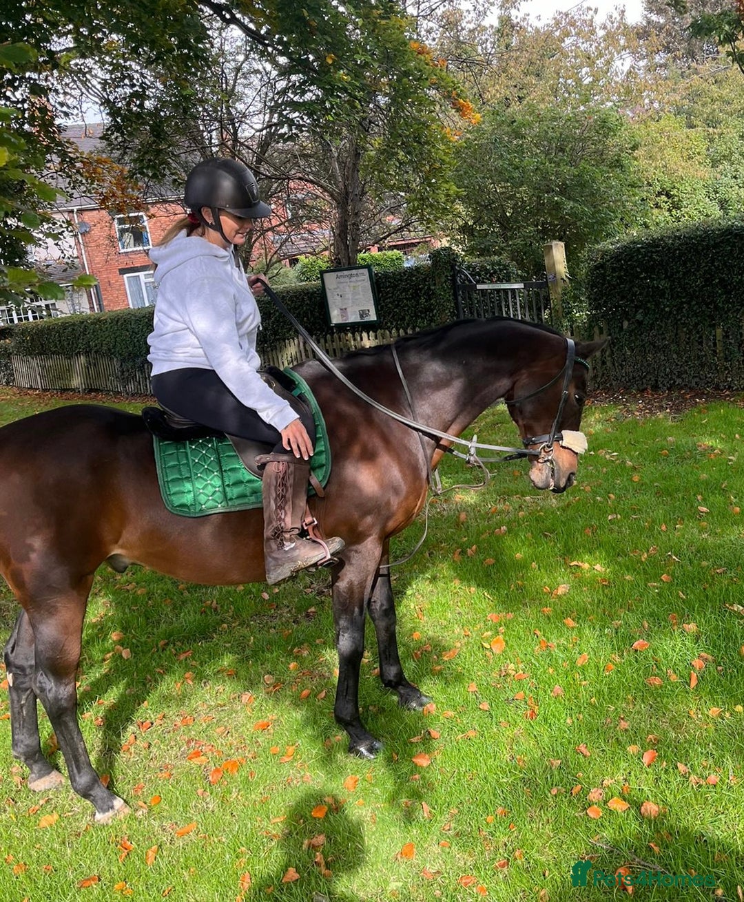 Riding pony horses for sale: British riding pony  - Image 1