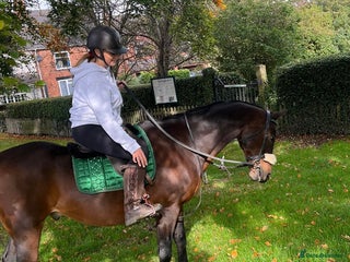 Riding pony horses - Advert 4
