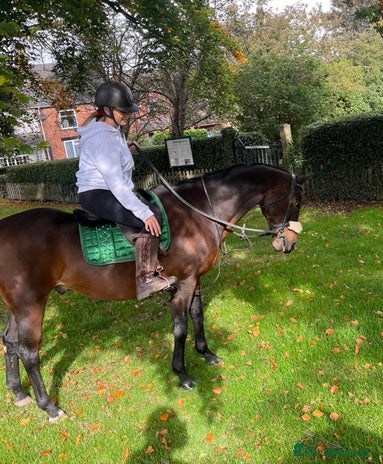 Riding pony horses - Advert 2