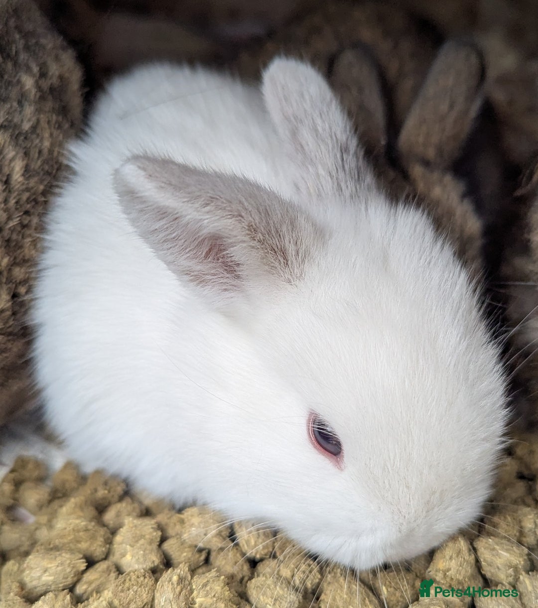 Rex rabbits for sale: Stunning baby rabbits - Image 1