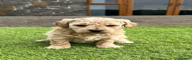 Poochon Puppy 2