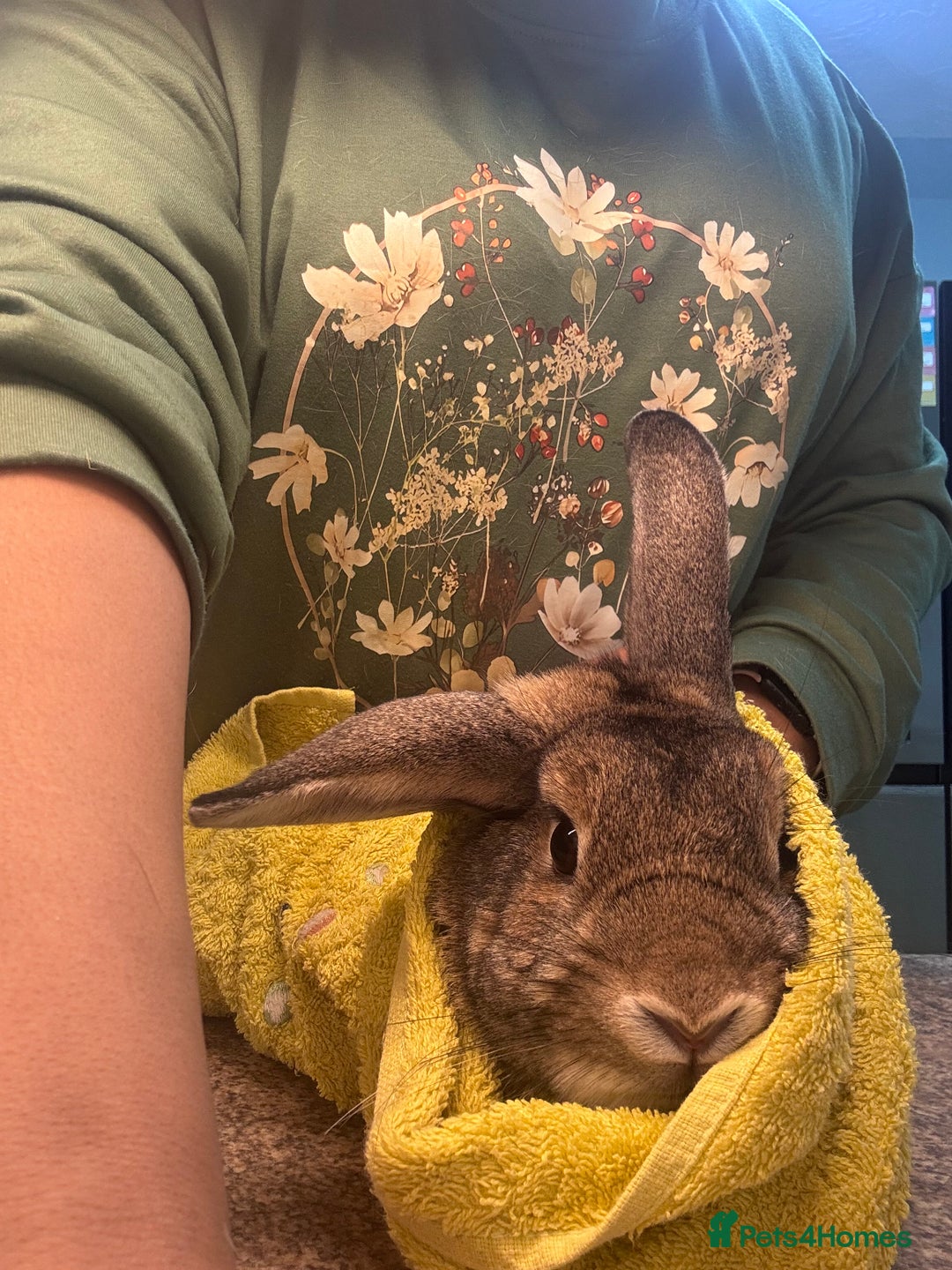 Dwarf Lop rabbits for sale: Bonded, Neutered, brother and sister dwarf lop  - Advert 8
