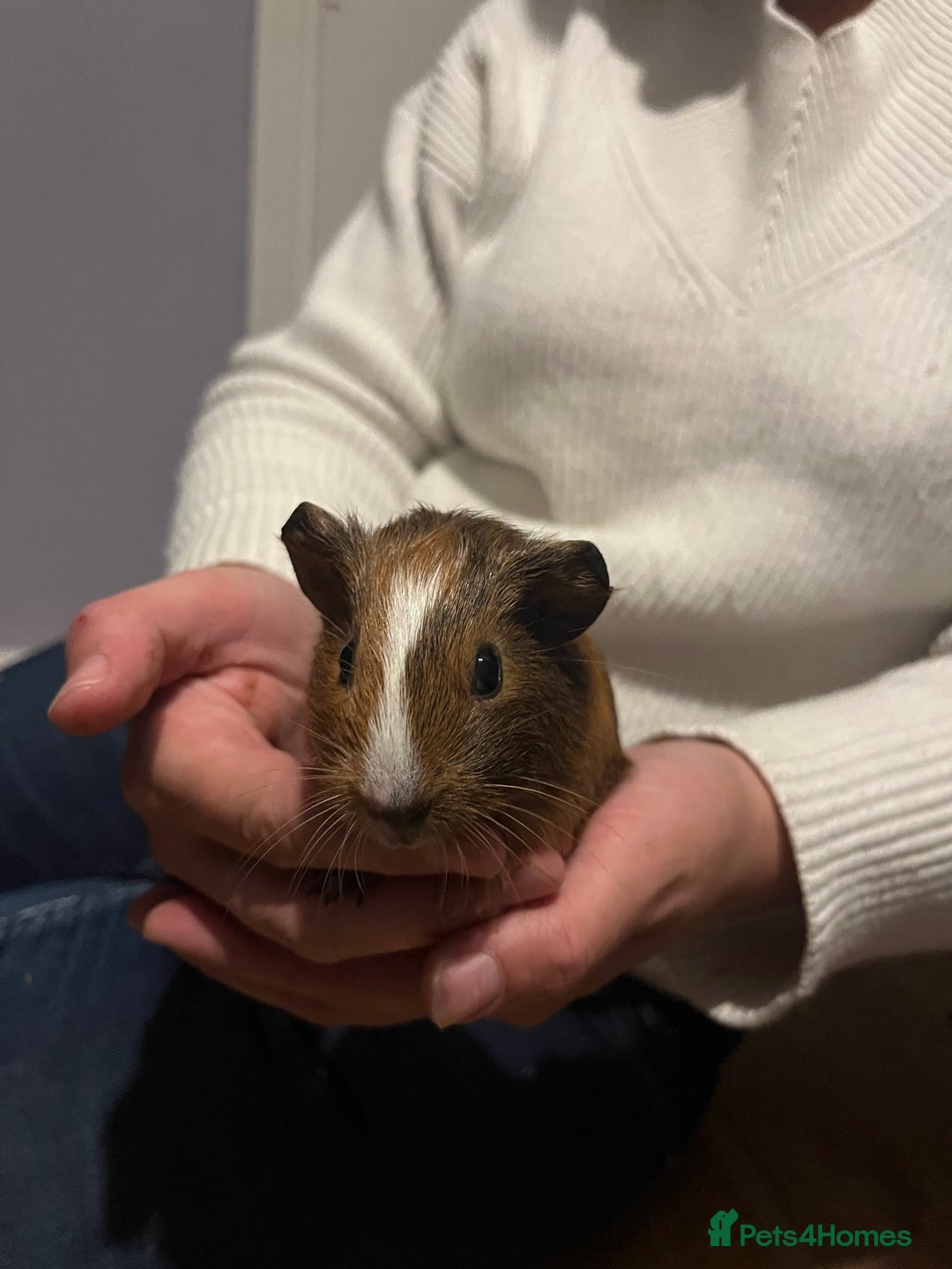 Guinea Pig rodents for sale: 3x girl piggies  - Image 3