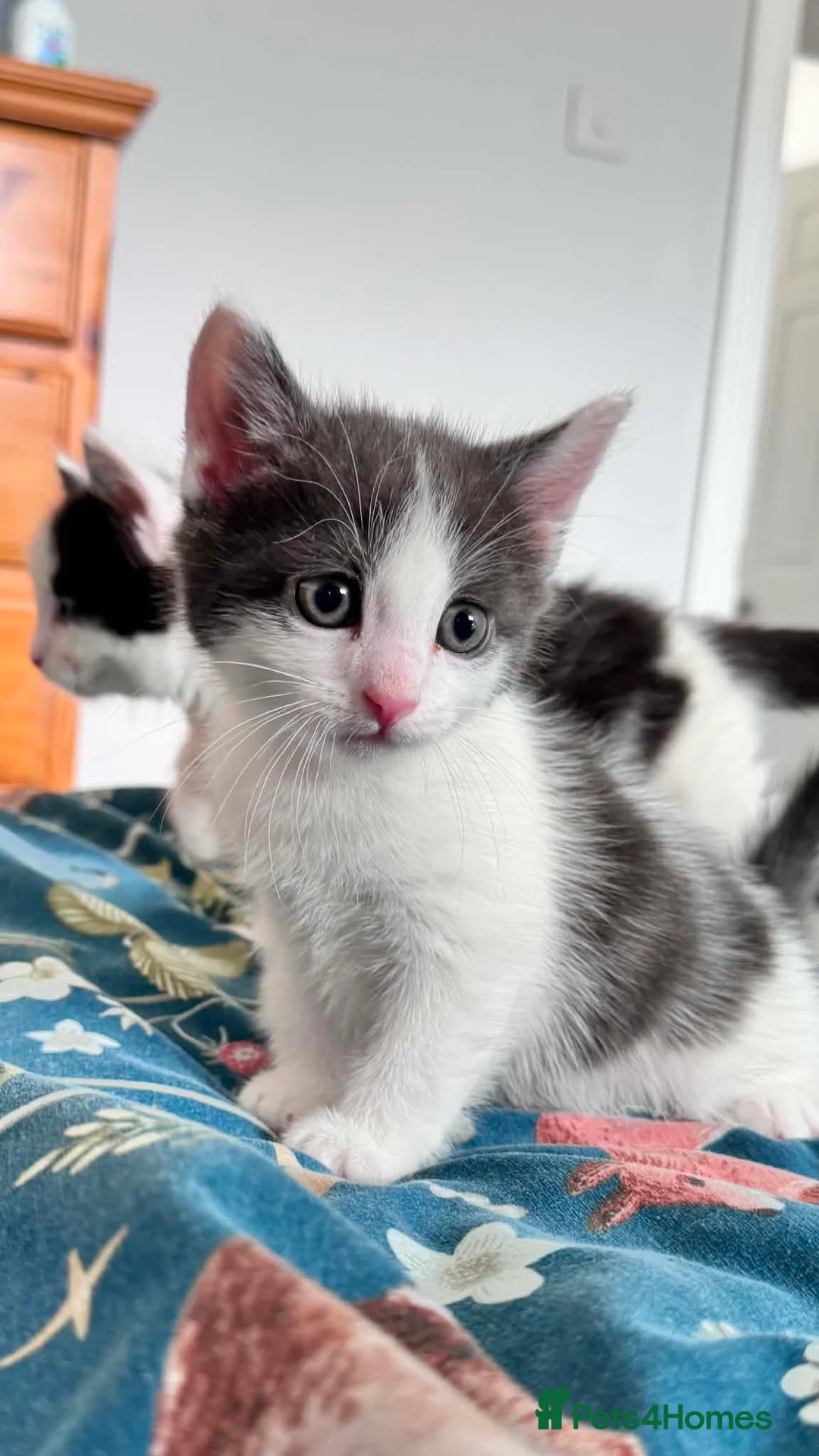 Mixed Breed cats for sale: Domestic Mixed Breed Kittens  in Newton Abbot - Advert 6
