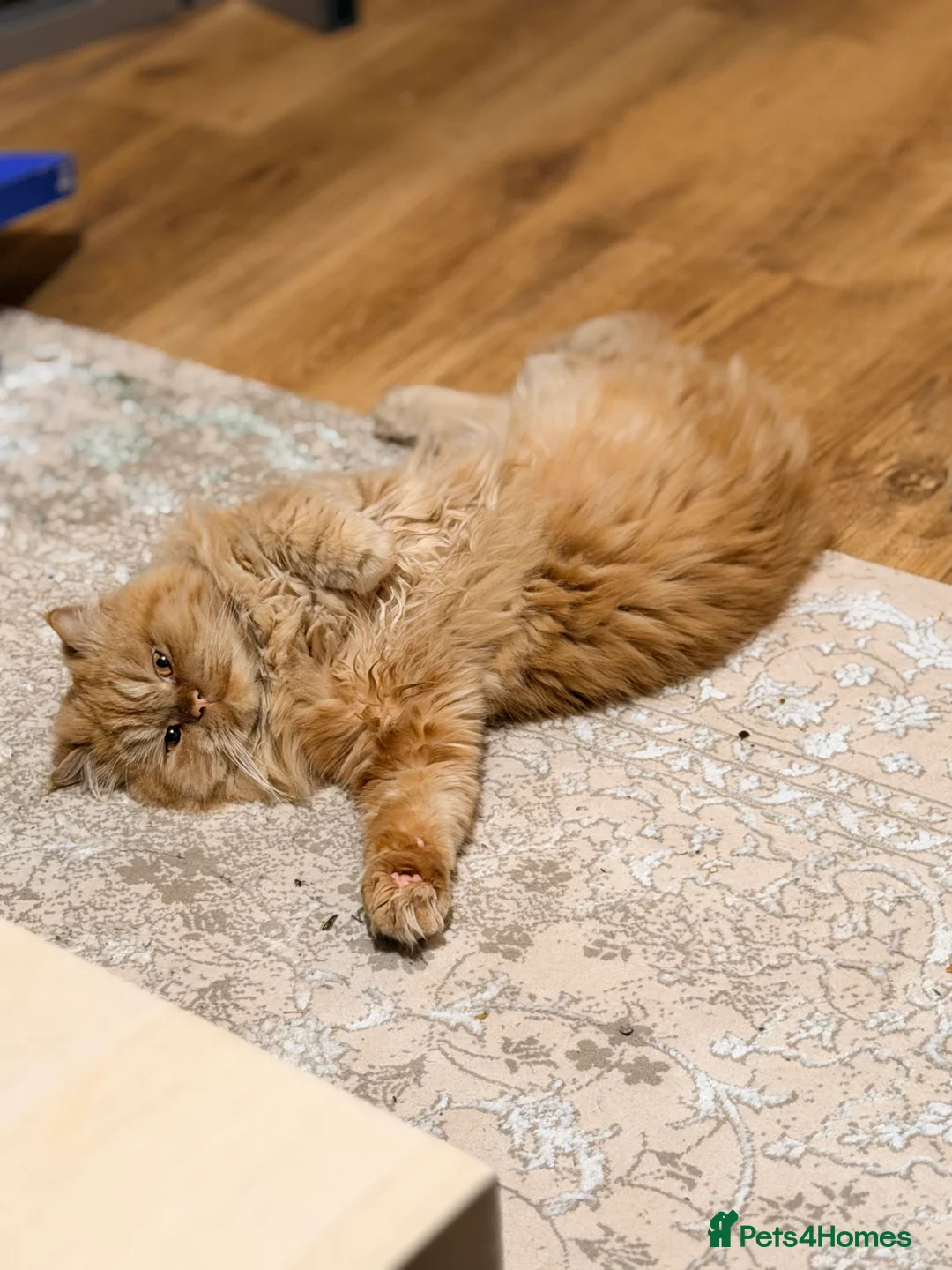 Persian cats for stud: Proven Ginger Persian Stud |Experienced and gentle - Advert 10
