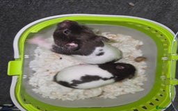 Hamster rodents for sale: Mixes Hamster Syrian in Thornton Heath - Image 4
