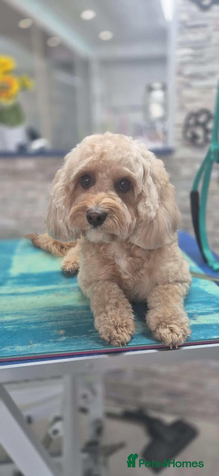 Cavapoo dogs for sale: Cavapoo F1b - Advert 6