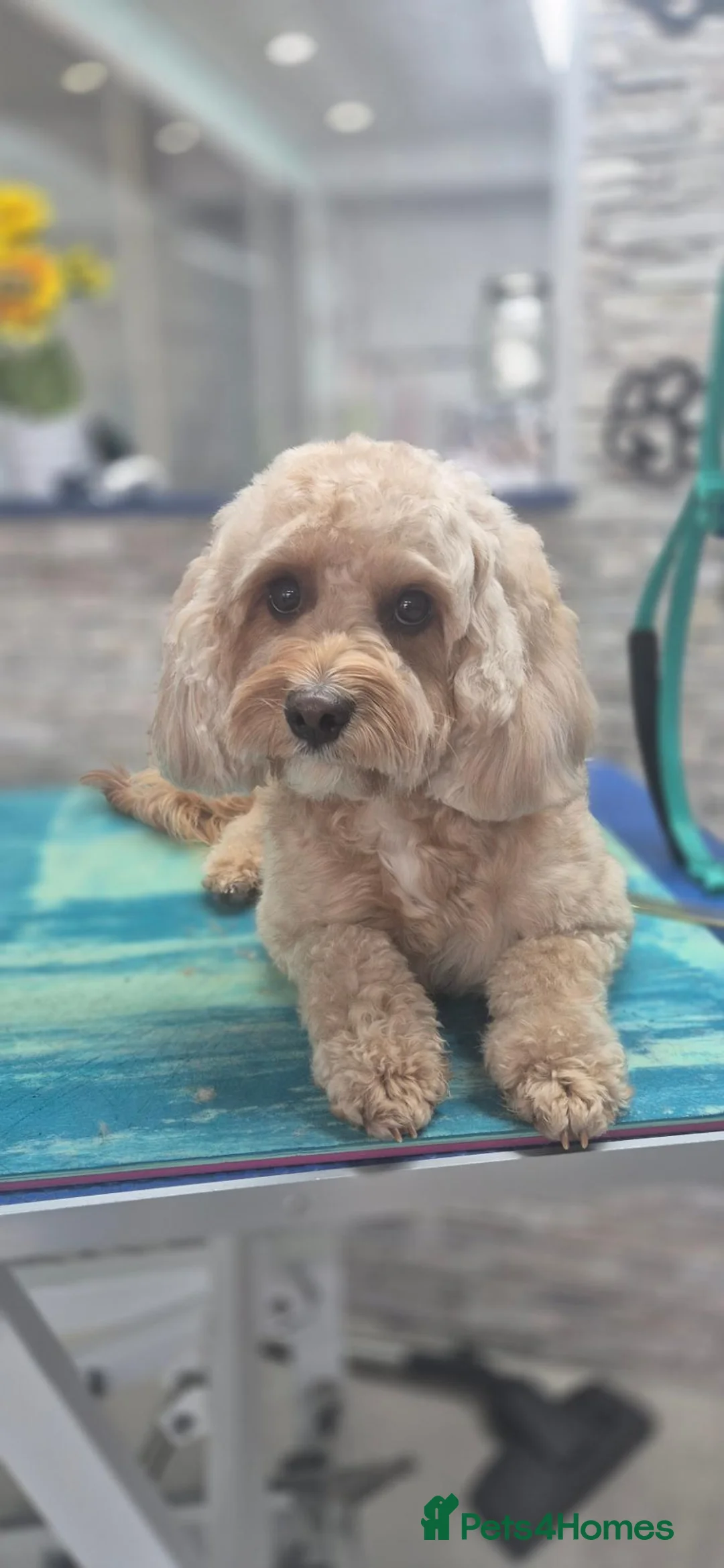 Cavapoo dogs for sale: Cavapoo F1b - Advert 1