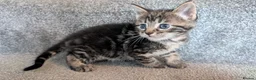 Maine Coon cats for sale: Beautiful Maine Coon/Bengal kittens in Wellingborough - Advert 7