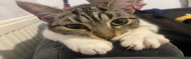 Bella 