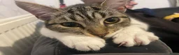 Mixed Breed cats for sale: 1 year old kitten(female)  in Sheffield - Advert 2