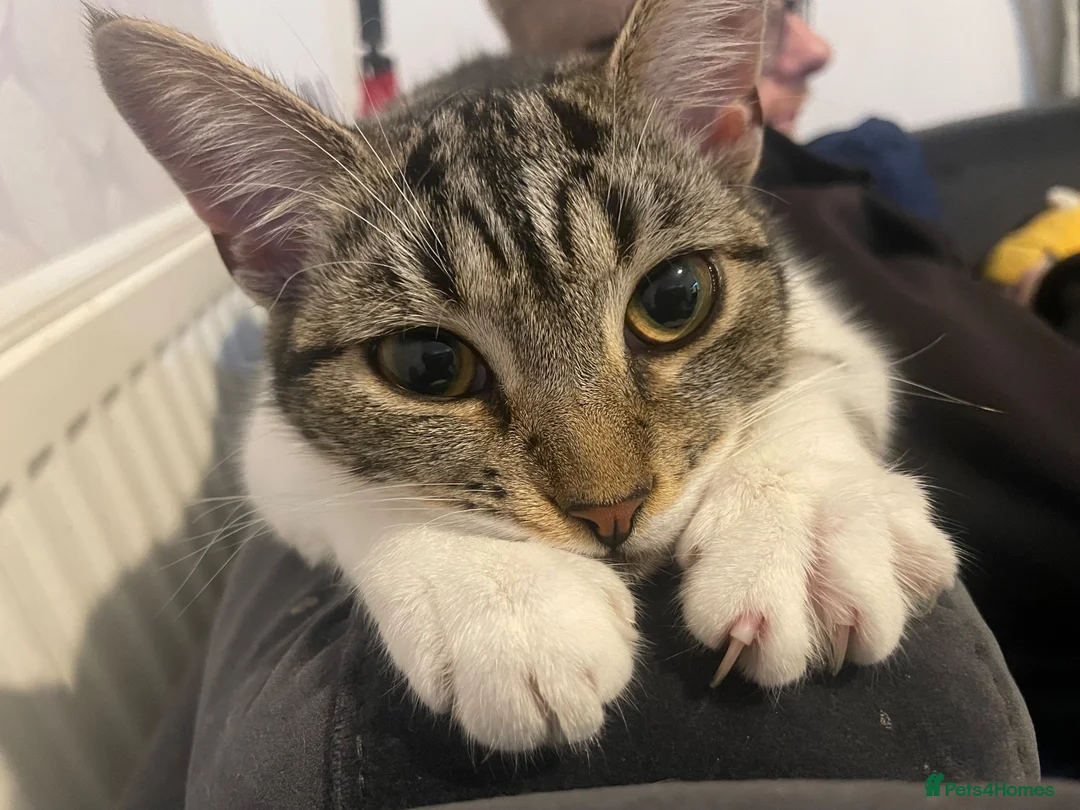 Mixed Breed cats for sale: 1 year old kitten(female)  in Sheffield - Advert 2