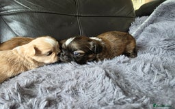 Shih Tzu dogs for sale: Stunning Rare Brindle Imperial Shih Tzu puppies - Image 25