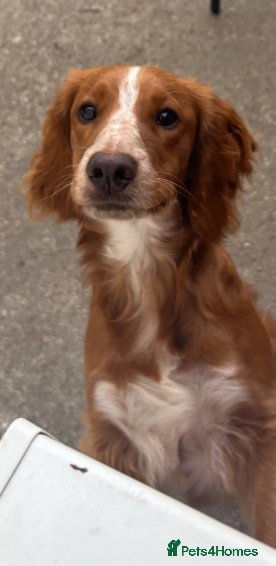 Cocker Spaniel dogs for sale: Lovable 7month old Cocker Spaniel  - Advert 1
