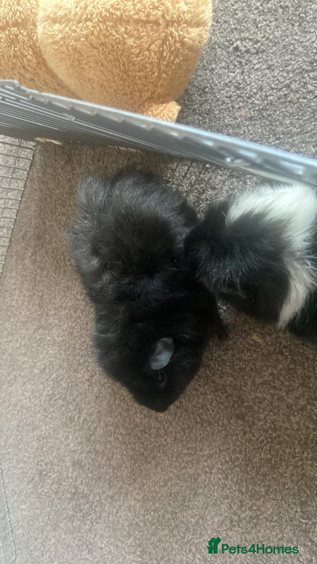 Guinea Pig rodents for sale: 2 male guinea pigs for sale - Advert 2