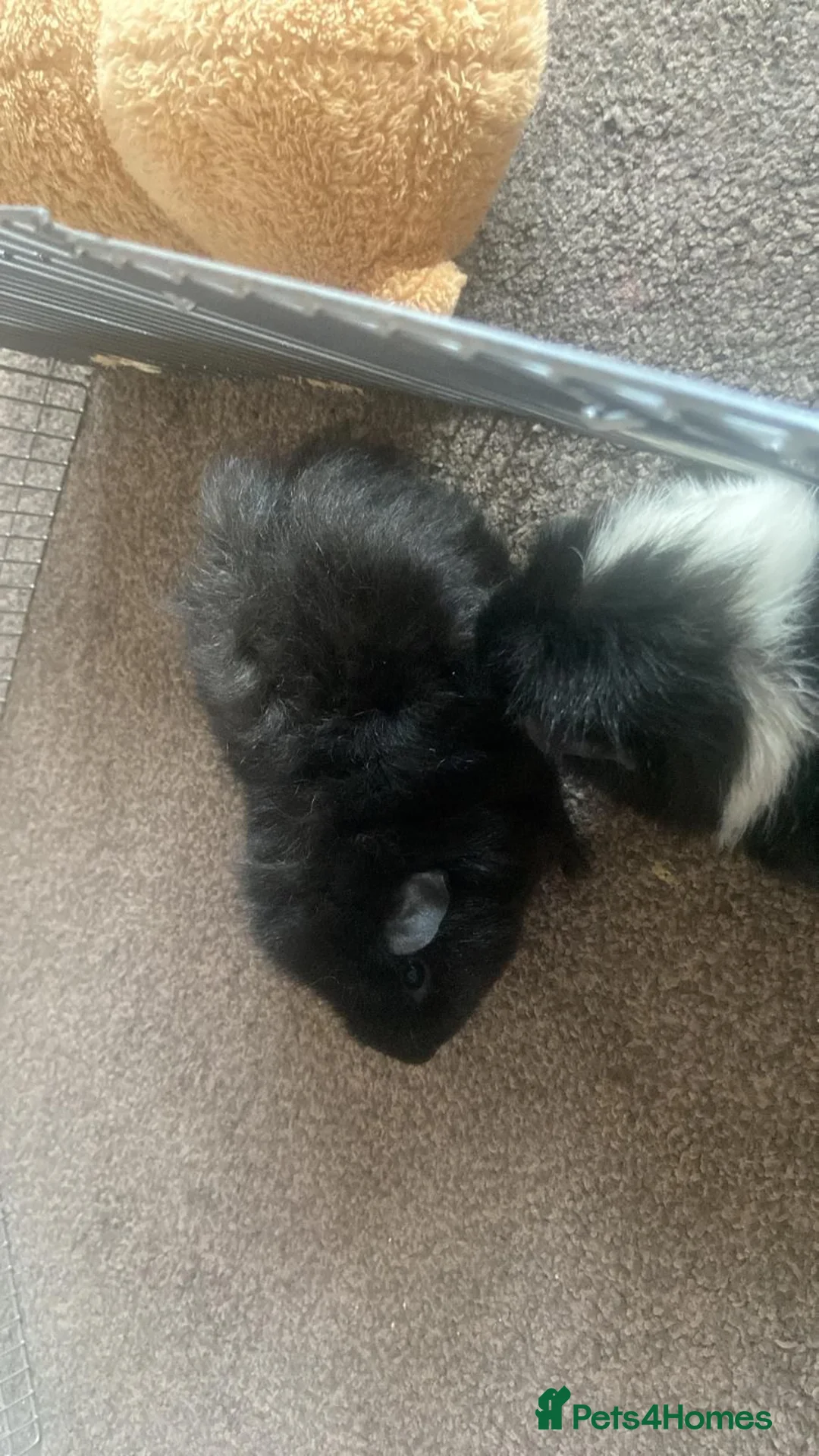 Guinea Pig rodents for sale: 2 male guinea pigs for sale - Advert 2