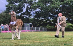 Shire horses for sale: Barnsbridge Wilbur Colt Shire foal - Image 3