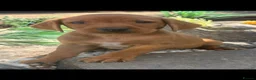 Labrador Retriever dogs for sale: Fox red Labrador  - Advert 5