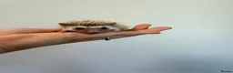 Pygmy Hedgehog rodents for sale: Hoglets available for reservation  - Advert 7