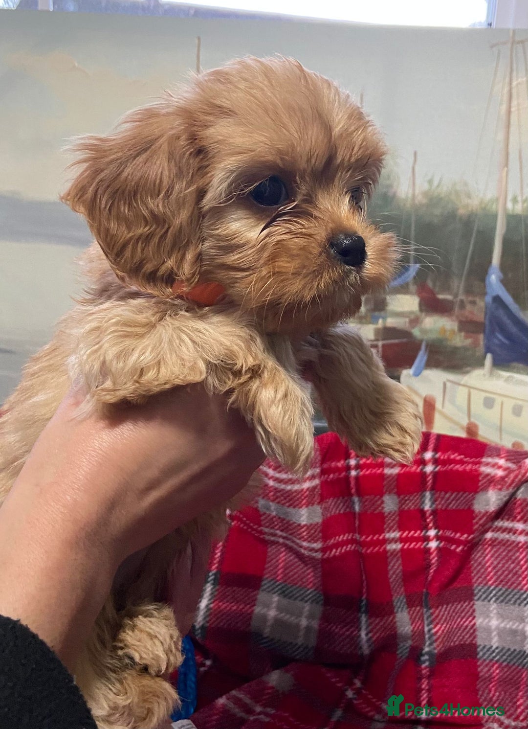 Cavachon dogs for sale: 6 beautiful cavachon puppies for sale - Advert 10