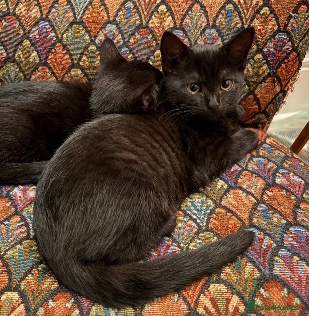 Mixed Breed cats for sale: Beautiful black female kitten - ready now - Advert 3